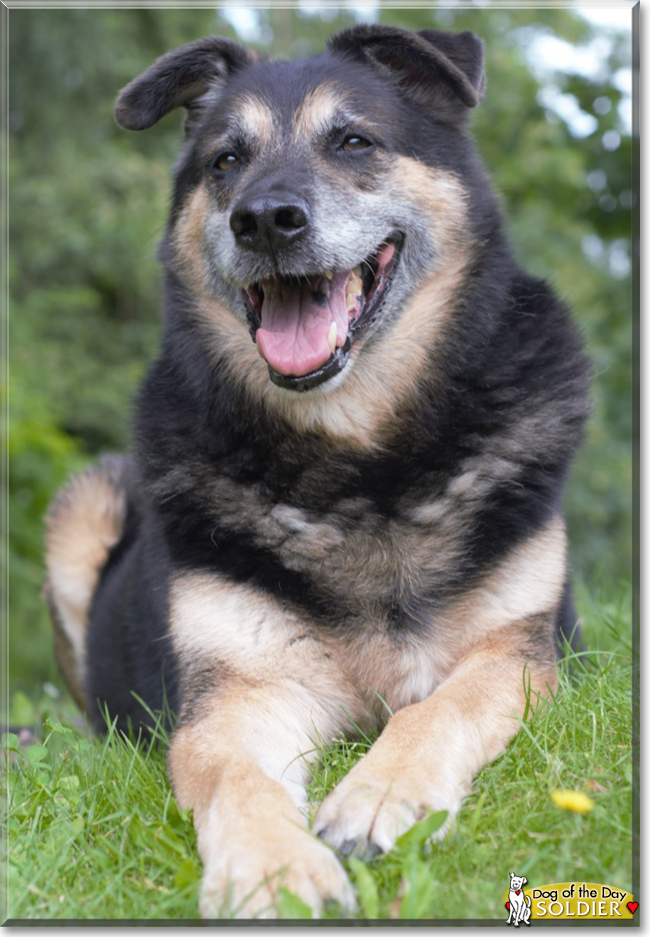 Soldier the Shepherd mix, the Dog of the Day