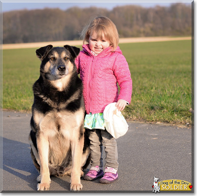 Soldier the Shepherd mix, the Dog of the Day