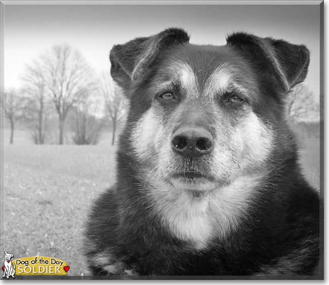 Soldier the Shepherd mix, the Dog of the Day