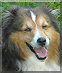 Bear the Shetland Sheepdog