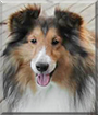 Jack the Shetland Sheepdog