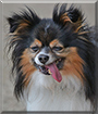 Lucky the Papillon