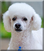 Manolo the Miniature Poodle