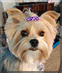 Hattie the Yorkshire Terrier