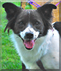 Dobby the Border Collie/Rat Terrier Mix