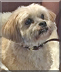 Teddy the Lhasa Apso, Shih Tzu mix