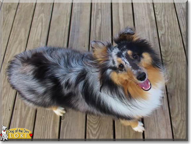 Loki the Shetland Sheepdog, the Dog of the Day