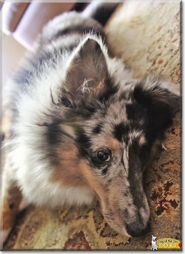 Loki the Shetland Sheepdog, the Dog of the Day