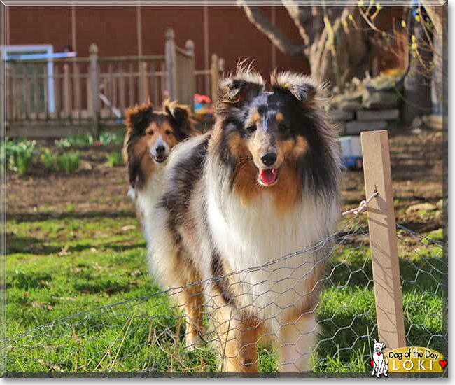 Loki the Shetland Sheepdog, the Dog of the Day