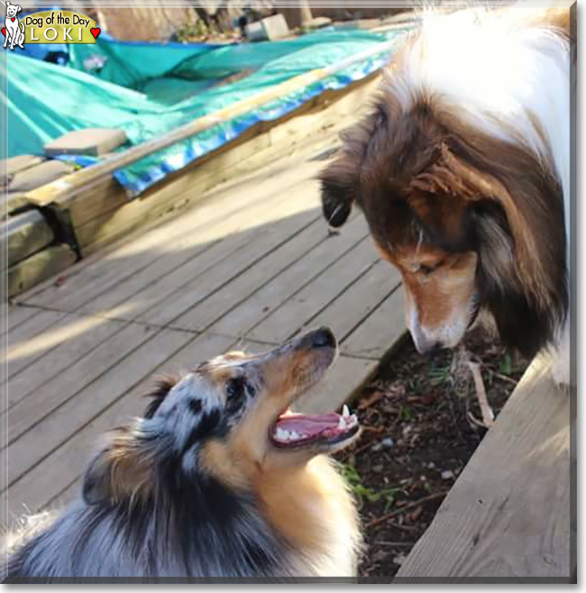 Loki the Shetland Sheepdog, the Dog of the Day