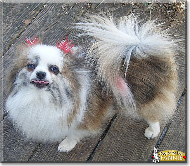 Fannie the Pomeranian, the Dog of the Day