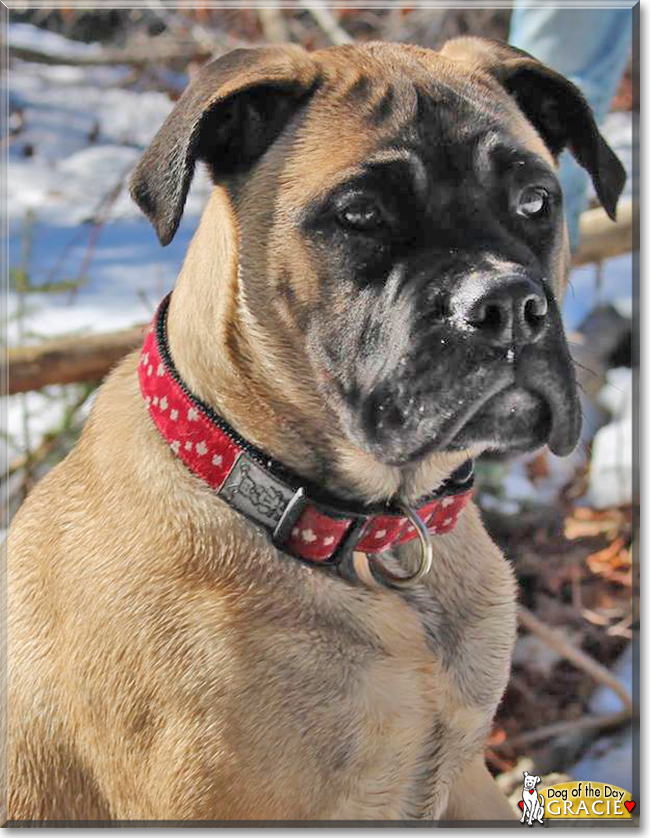 Gracie the Bullmastiff, the Dog of the Day