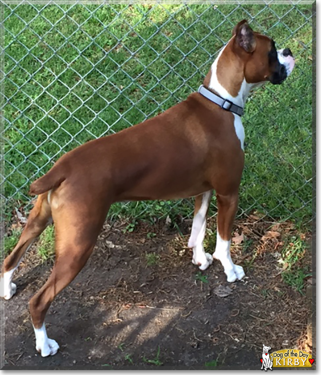 Kirby the Boxer, the Dog of the Day