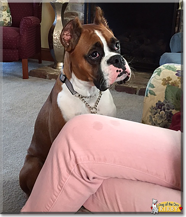 Kirby the Boxer, the Dog of the Day