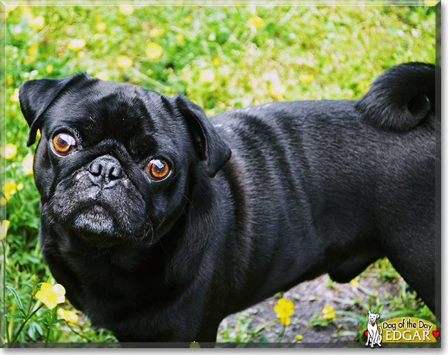 Edgar the Pug, the Dog of the Day