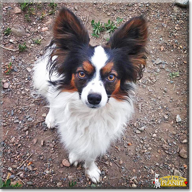 Peanut the Papillon, the Dog of the Day