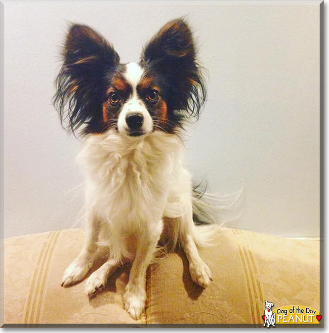 Peanut the Papillon, the Dog of the Day