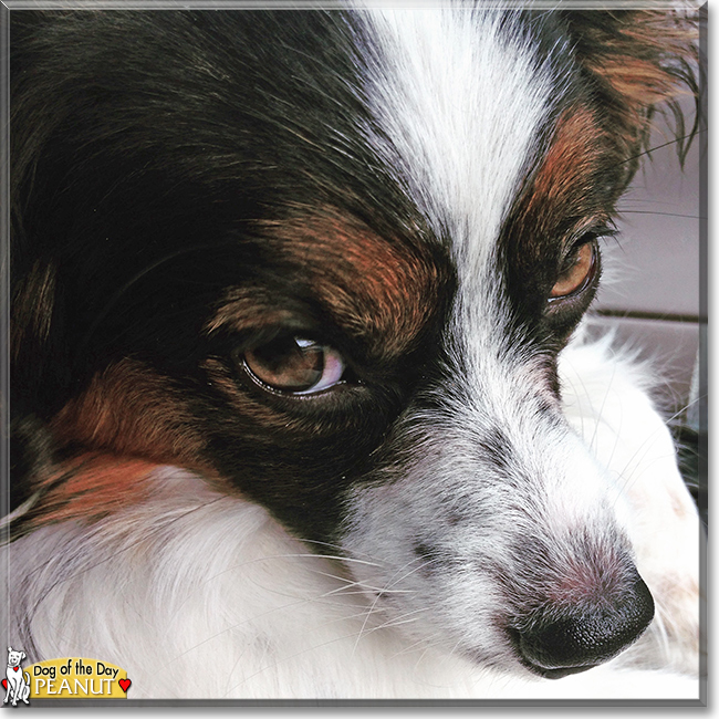 Peanut the Papillon, the Dog of the Day