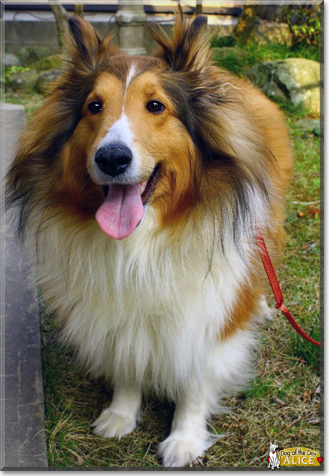 Alice the Shetland Sheepdog, the Dog of the Day