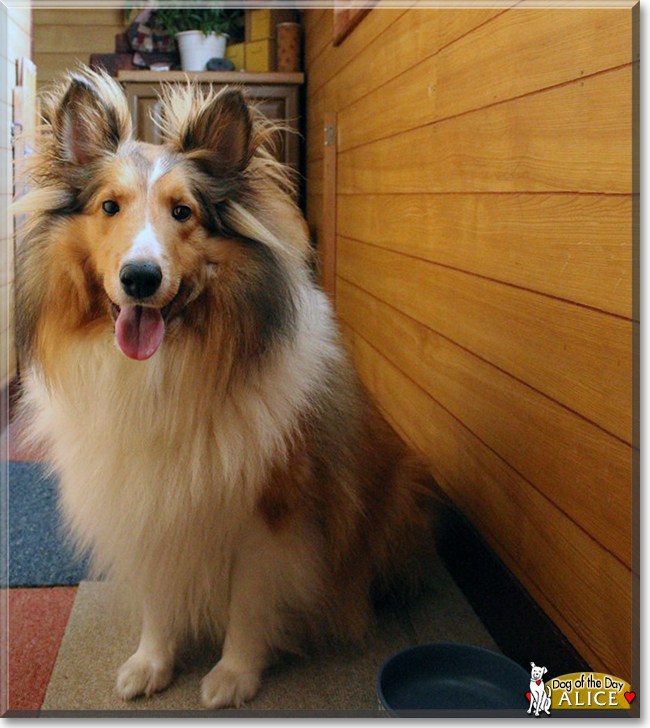 Alice the Shetland Sheepdog, the Dog of the Day