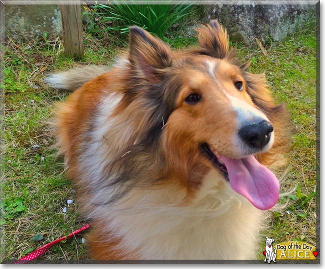 Alice the Shetland Sheepdog, the Dog of the Day