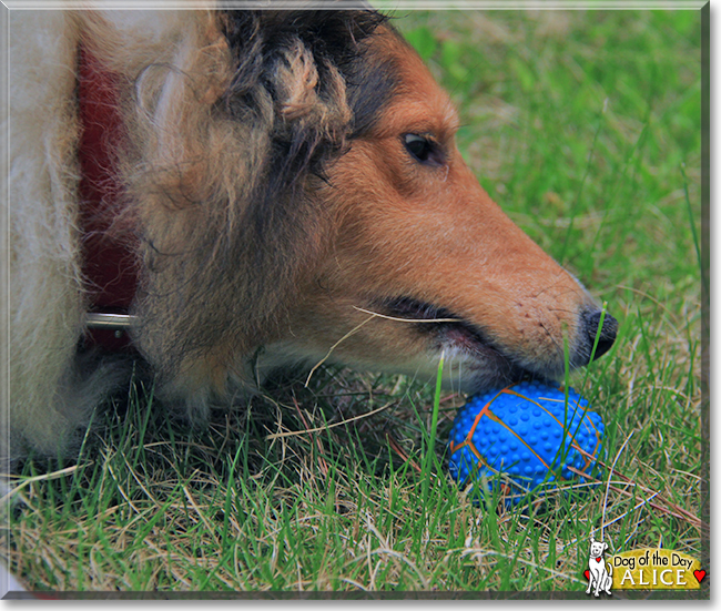 Alice the Shetland Sheepdog, the Dog of the Day