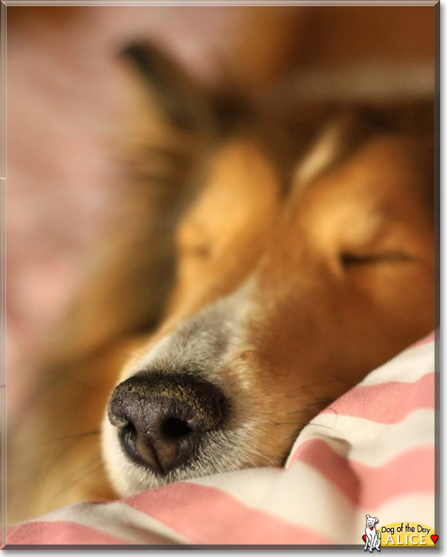 Alice the Shetland Sheepdog, the Dog of the Day