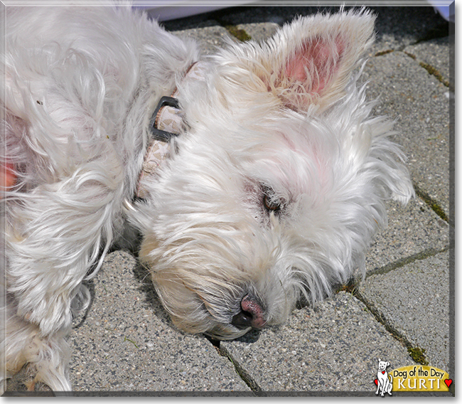 Kurti the West Highland White Terrier, the Dog of the Day