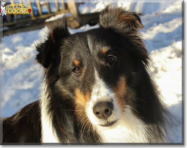 Goose the Shetland Sheepdog, the Dog of the Day