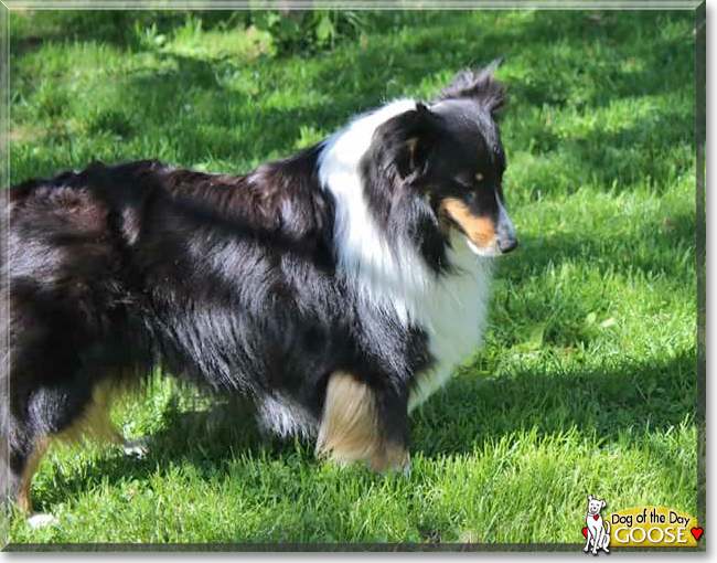 Goose the Shetland Sheepdog, the Dog of the Day