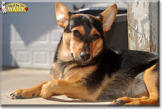 Maisy the Chihuahua/Miniature Pinscher, the Dog of the Day