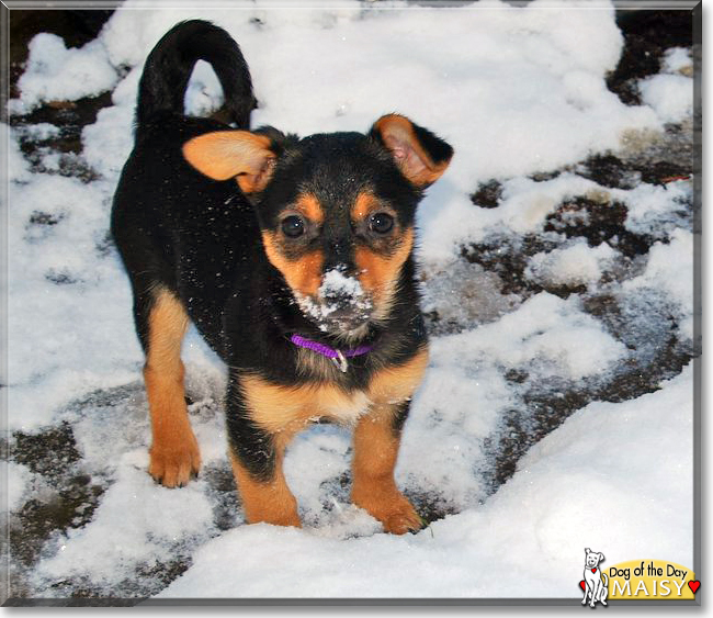 Maisy the Chihuahua/Miniature Pinscher, the Dog of the Day