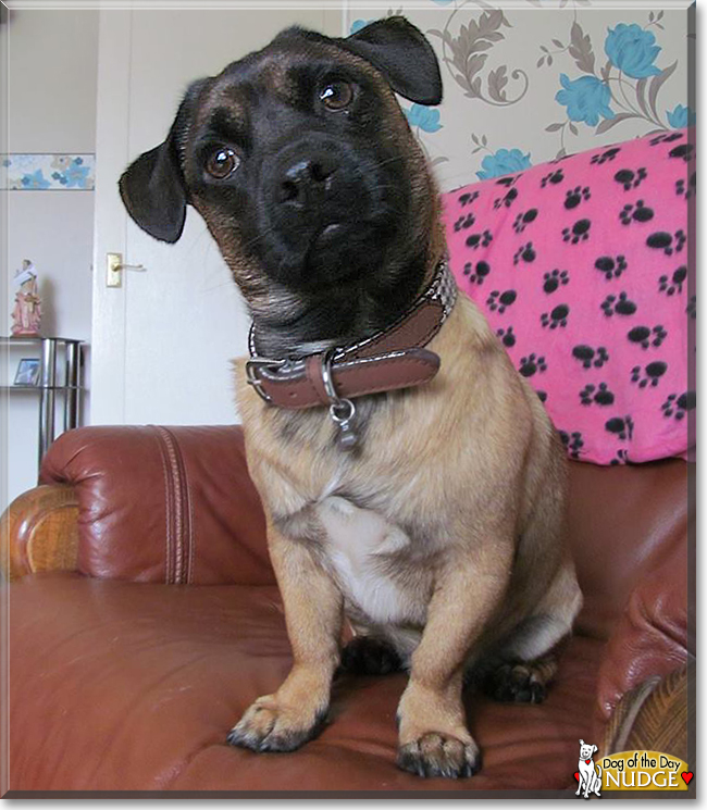 Nudge the Jack Russell Terrier/Pug, the Dog of the Day