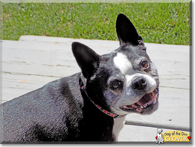 Clover the Boston Terrier, the Dog of the Day