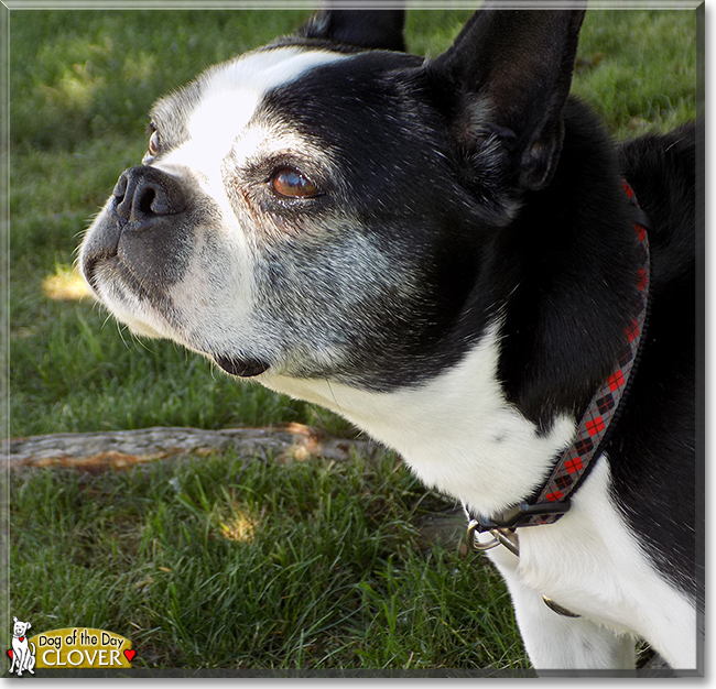 Clover the Boston Terrier, the Dog of the Day