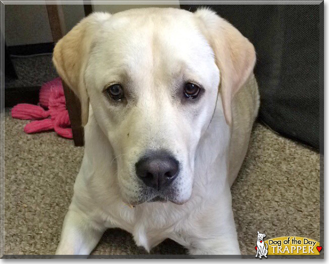 Trapper the Labrador Retriever, the Dog of the Day