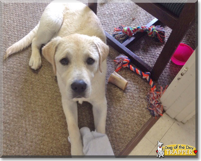 Trapper the Labrador Retriever, the Dog of the Day