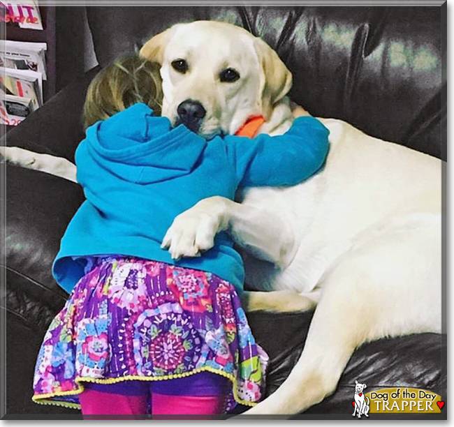 Trapper the Labrador Retriever, the Dog of the Day