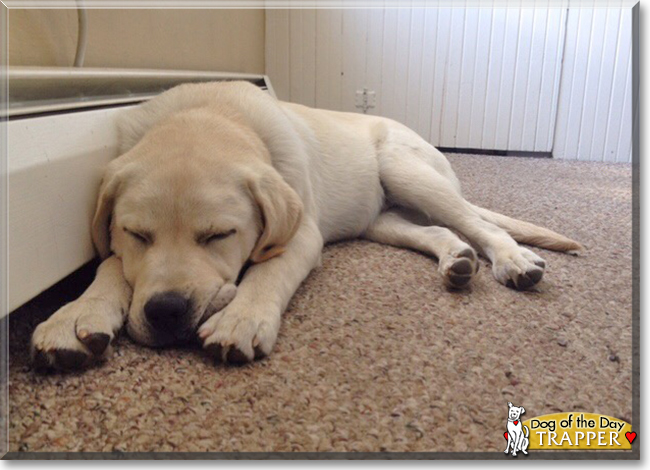 Trapper the Labrador Retriever, the Dog of the Day