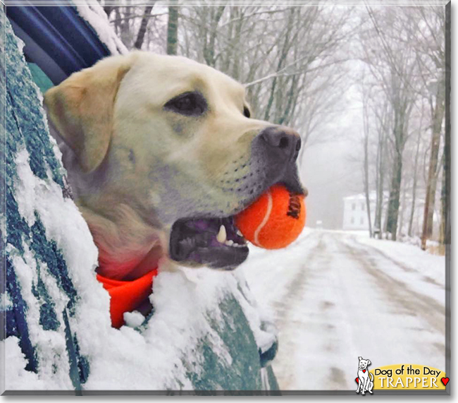 Trapper the Labrador Retriever, the Dog of the Day