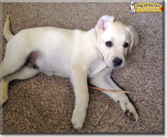 Trapper the Labrador Retriever, the Dog of the Day