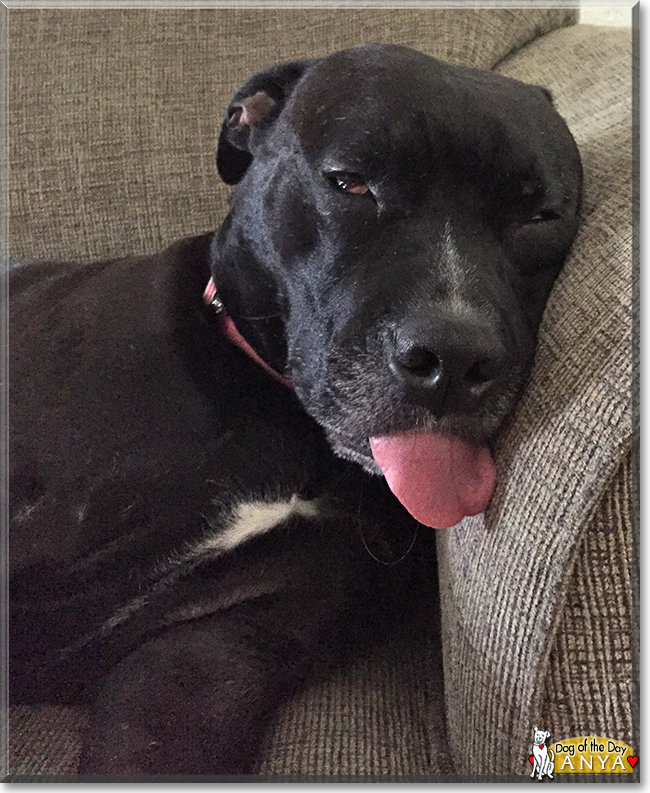 Anya the Pitbull Terrier, Labrador mix, the Dog of the Day