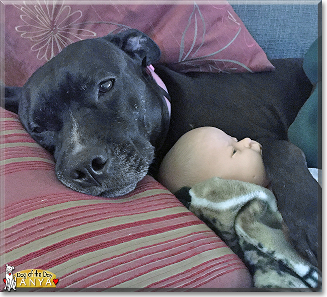 Anya the Pitbull Terrier, Labrador mix, the Dog of the Day