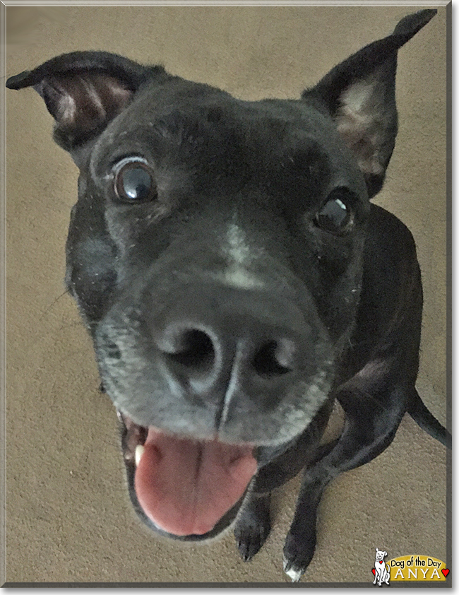 Anya the Pitbull Terrier, Labrador mix, the Dog of the Day