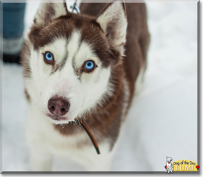 Lumi the Siberian Husky, the Dog of the Day