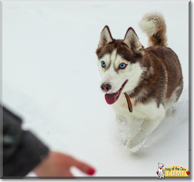 Lumi the Siberian Husky, the Dog of the Day