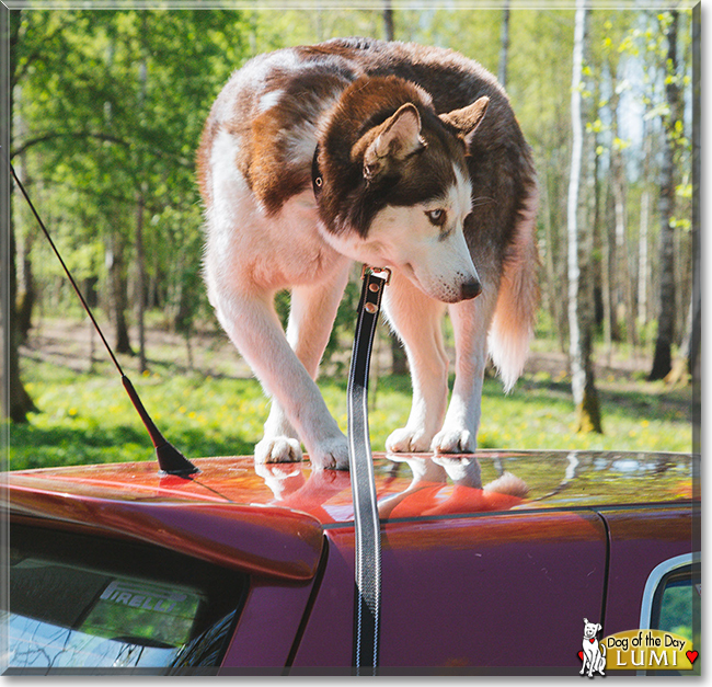 Lumi the Siberian Husky, the Dog of the Day