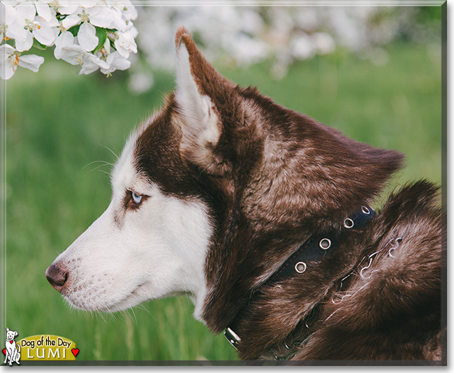 Lumi the Siberian Husky, the Dog of the Day