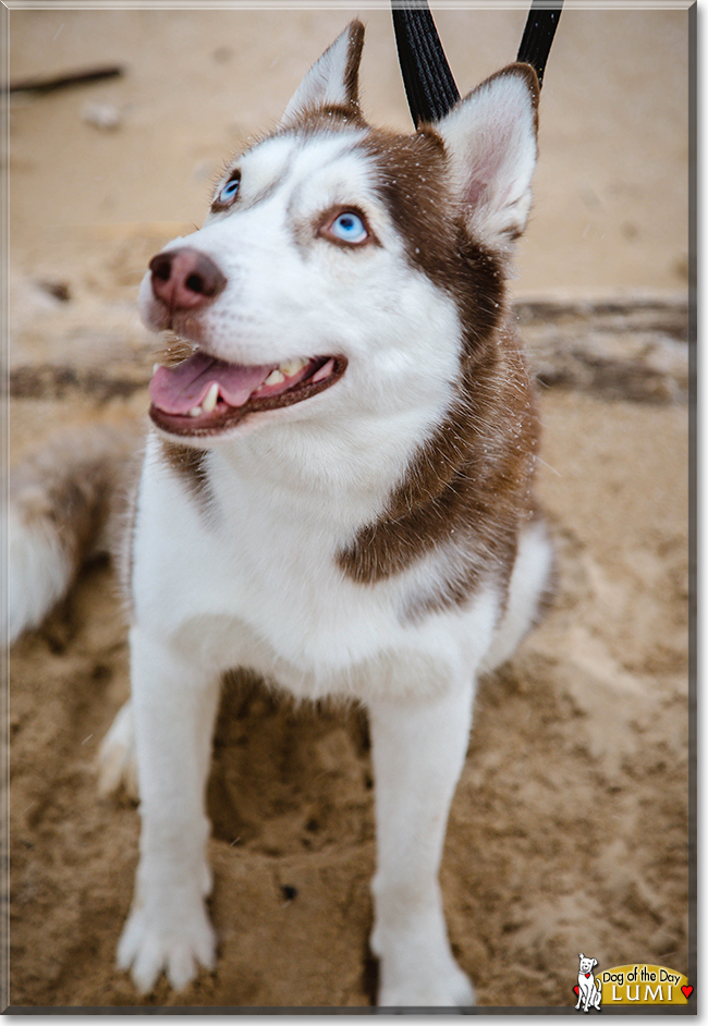 Lumi the Siberian Husky, the Dog of the Day