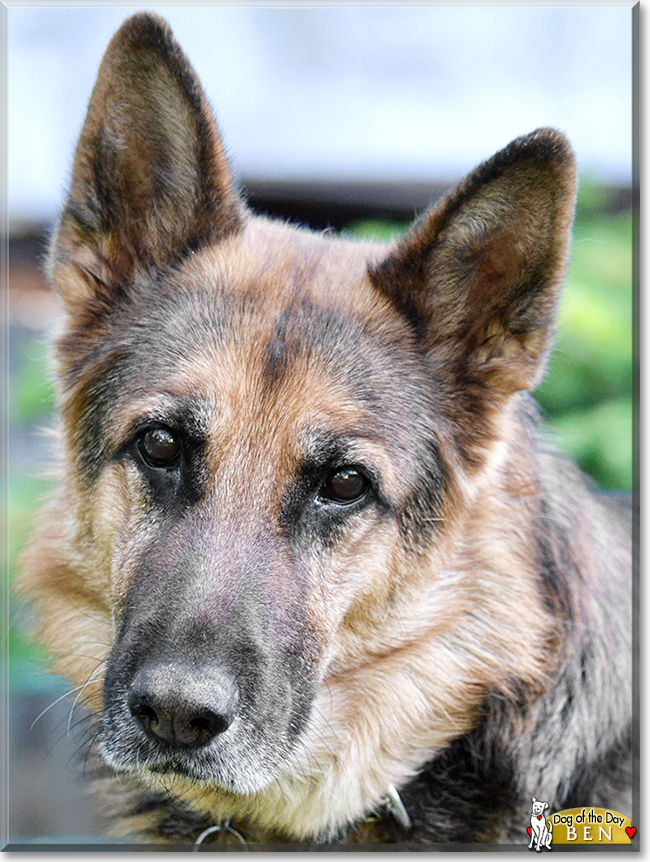 Ben the German Shepherd, the Dog of the Day